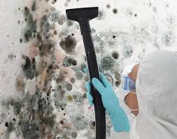 Why You Should Choose Our Mold Remediation Services in St Paul, MO